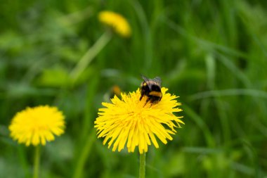 Sarı bir karahindiba üzerinde yaban arısı. Böcek çiçeği tozlaştırır. Yaban arısı yazın nektar toplar. Karahindiba doğada.
