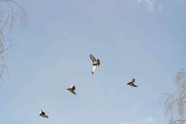 空のピジョン 4羽の鳥が飛ぶ 上を飛ぶ鳥の姿 — ストック写真