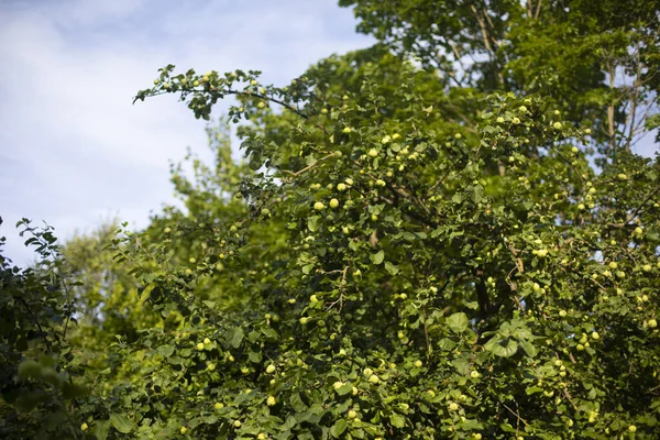 Maçãs Verdes Uma Árvore Jardim Deerevo Com Frutas Paisagem Verão — Fotografia de Stock