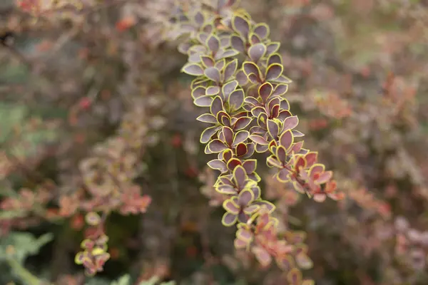 Planta Roja Jardín Sin Flores Las Hojas Pequeñas Sobre Los —  Fotos de Stock