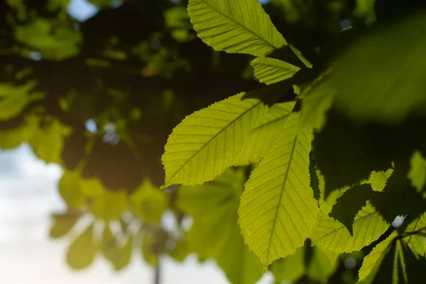 Hojas Verdes Luz Del Sol Planta Lumen Fondo Natural Luz — Foto de Stock