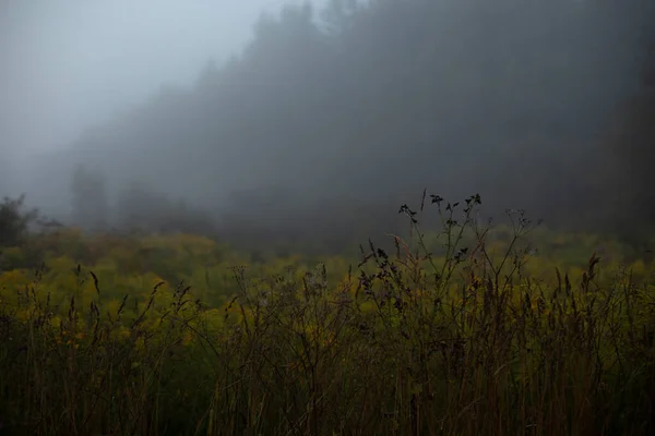 Nebel Wald Hohe Luftfeuchtigkeit Morgenwald Regnerischer Morgen Park Dunst Zwischen — Stockfoto
