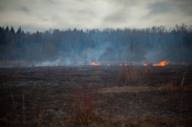 Sahada sigara iç. Ormanda sigara içmek. Doğada bir yangın. Çimler yanıyor. Çevresel bir sorun..