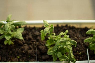 Patatesler toprakta yetişir. Bahçe bitkisi toprakta yetişiyor. Küçük bir yatakta patates filizleri. Ev bahçesi.