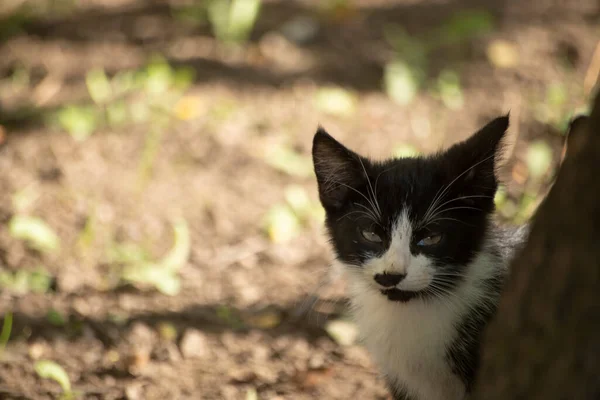 Gatto Strada Animale Senzatetto Animale Domestico Senza Proprietario — Foto Stock