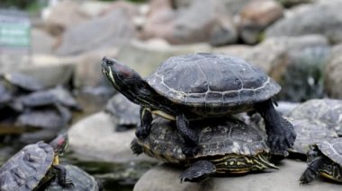 Birçok kaplumbağa kayanın üzerinde oturur. Parktaki kaplumbağalar. Hayvanlar güneşin tadını çıkarırlar..