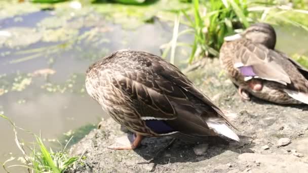 Dwie Kaczki Brzegu Dzikie Ptaki Wygrzewają Się Słońcu Ptaki Wodne — Wideo stockowe