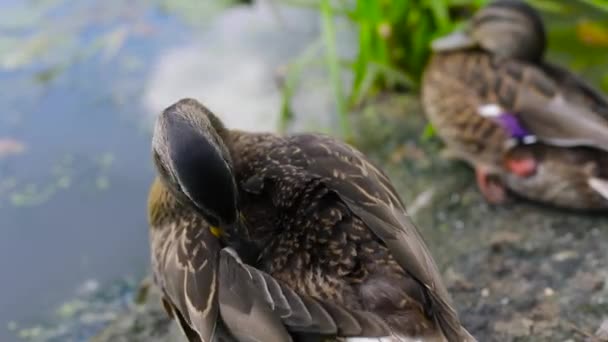 Две Утки Берегу Дикие Птицы Греются Солнце Waterfowl Парке — стоковое видео