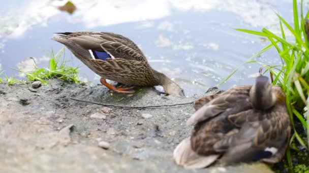 Kıyıda Iki Ördek Var Vahşi Kuşlar Güneşin Tadını Çıkarırlar Parkta — Stok video