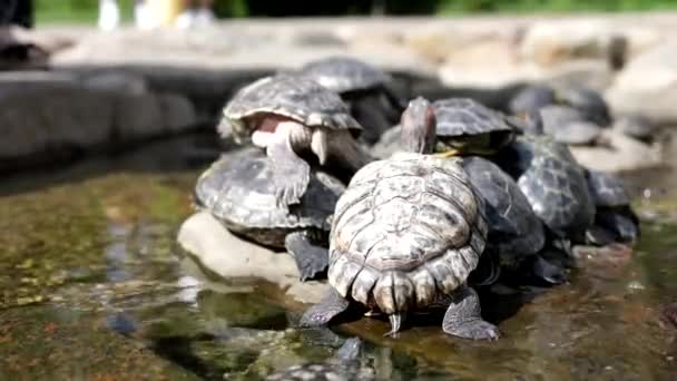 多くのカメが岩の上に座っている 公園内のカメ 太陽の下にいる動物たち — ストック動画