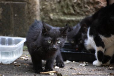 Kedi yavruları dışarıda oynuyorlar. Sevimli evsiz kediler. Küçük hayvanlar. Hayvanlarla oynamak..
