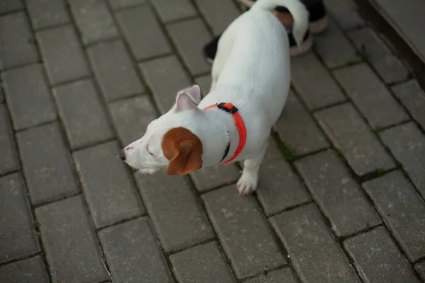 Jack Szétszórja Kutyafajtát Kis Háziállat Kutya Sétálni Állat Boldog — Stock Fotó