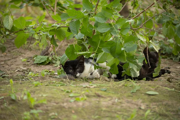 Gatto Senzatetto Strada Gatto Bianco Nero Nel Cortile Animale Senza — Foto Stock