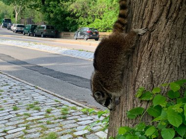 New York, Amerika Birleşik Devletleri: New York, Amerika Birleşik Devletleri 'nde Central Park sahnesi