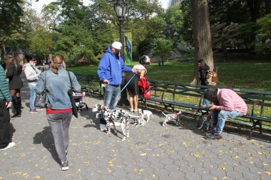 18 Ekim 2020 'de, Central Park, New York, ABD: Kathleen Carrasiquilo' nun Central Park 'ta Cadılar Bayramı için Dalmaçyalı köpeklerle fotoğraf çekimi yapması ve böylece parka gidenlerin fotoğraf çekme fırsatını yakalaması. (Fotoğraf: Niyi Fote / TheNew