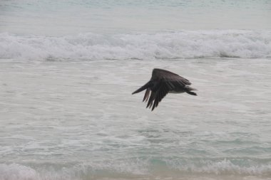 Cancun, Meksika: Güzel tropikal tatil beldesi Cancun, Meksika