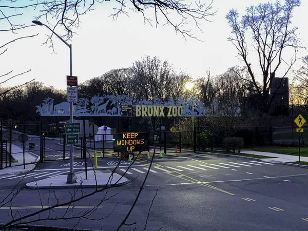 Novo Covid Tiger Testou Positivo Bronx Zoo Abril 2020 Bronx — Fotografia de Stock