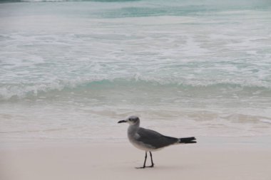 Cancun, Meksika: Güzel tropikal tatil beldesi Cancun, Meksika