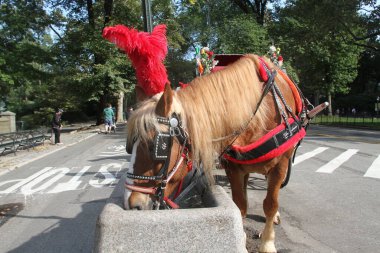 10 Ekim 2020, Central Park, New York, ABD: New York 'taki Central Park At Arabası Turları geri döndü ama Covid-19 salgını yüzünden hala az sayıda müşterimiz var. (Fotoğraf: Niyi Fote / TheNews2 / Deposi