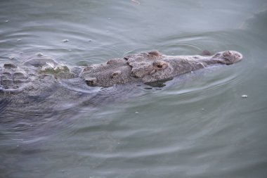 Brezilya Ulusal Futbol Ligi: Sao Paulo, Brezilya: Brezilya Futbol Şampiyonası 