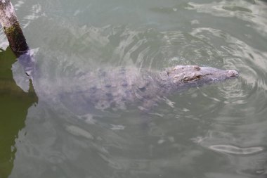 Brezilya Ulusal Futbol Ligi: Sao Paulo, Brezilya: Brezilya Futbol Şampiyonası 