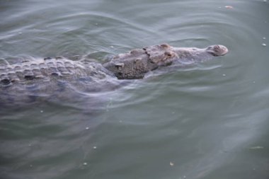 Brezilya Ulusal Futbol Ligi: Sao Paulo, Brezilya: Brezilya Futbol Şampiyonası 