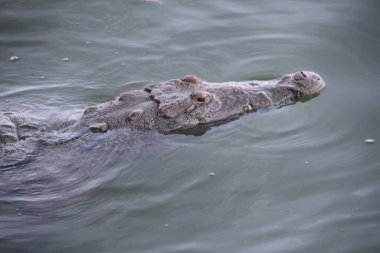 Brezilya Ulusal Futbol Ligi: Sao Paulo, Brezilya: Brezilya Futbol Şampiyonası 