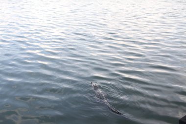 25 Ocak 2021: Cancun, Meksika: Güzel tropikal tatil beldesi Cancun, Meksika