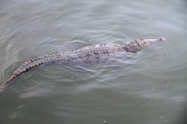 25 Ocak 2021: Cancun, Meksika: Güzel tropikal tatil beldesi Cancun, Meksika