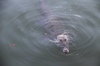 25 Ocak 2021: Cancun, Meksika: Güzel tropikal tatil beldesi Cancun, Meksika