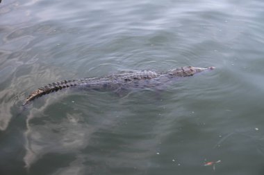 25 Ocak 2021: Cancun, Meksika: Güzel tropikal tatil beldesi Cancun, Meksika