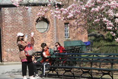  Cherry Blossom, Central Park 'ta COVID-19' un ortasında yeni bir cazibe. 6 Nisan 2021, New York, ABD: Bahar mevsimlerine girerken, Kiraz Çiçeği New Yorklular için yeni bir eğlence kaynağı oldu