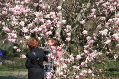  Cherry Blossom, Central Park 'ta COVID-19' un ortasında yeni bir cazibe. 6 Nisan 2021, New York, ABD: Bahar mevsimlerine girerken, Kiraz Çiçeği New Yorklular için yeni bir eğlence kaynağı oldu