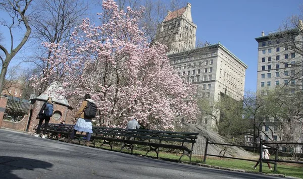 Cherry Blossom New Attraction Central Park Covid 2021年4月6日 美国纽约 当我们进入春季季节时 — 图库照片