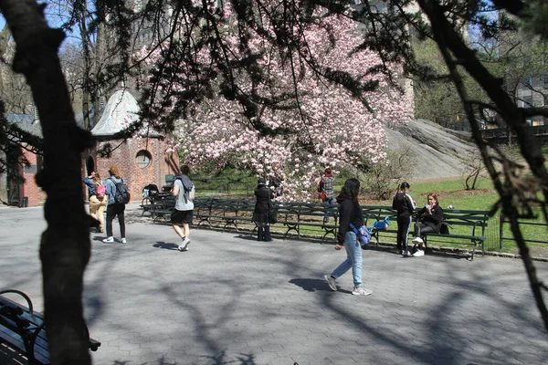 Cherry Blossom New Attraction Central Park Covid Abril 2021 Nova — Fotografia de Stock
