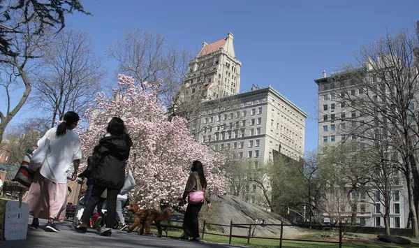 Cherry Blossom Nowa Atrakcja Central Parku Wśród Covid Kwietnia 2021 — Zdjęcie stockowe