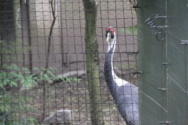 Central Park Hayvanat Bahçesi, ziyaretçilere hitap eden bir yer. 15 Mayıs 2021, New York, ABD: Central Park Hayvanat Bahçesi COVID-19 salgını sırasında ziyaretçileri için büyük bir ilgi kaynağı olmuştur. Görülecek farklı hayvan seçenekleri ve 3 boyutlu sinema salonu var., 