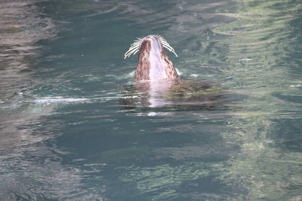 Zoo Central Parku Atrakce Pro Návštěvníky Května 2021 New York — Stock fotografie