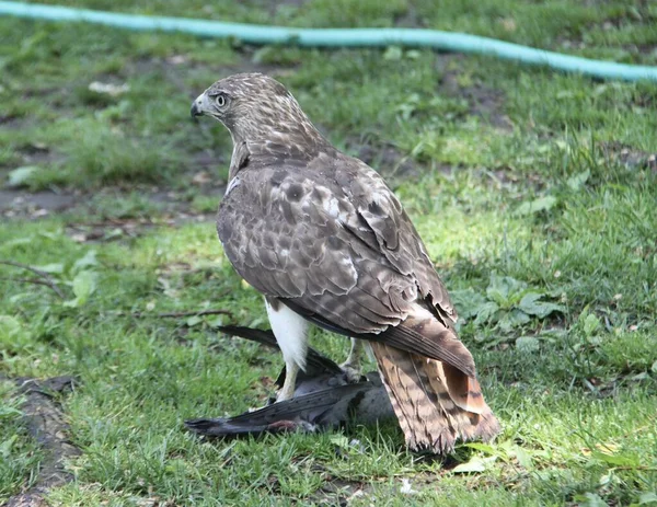 Falcão Apanha Come Pombo Central Park Maio 2021 Nova York — Fotografia de Stock