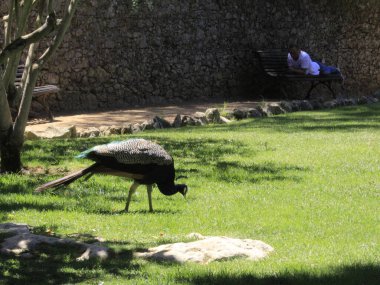 Marechal Carmona Park, in district of Cascais. July 29, 2021, Cascais, Portugal: Movement of people in Marechal Carmona Park, in  district of Cascais, metropolitan region of Lisbon, on Thursday (21).