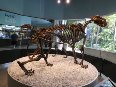 La Brea Katran Çukurları. Eski bir buz çağına açılan bir geçit. 28 Temmuz 2021, Los Angeles, CA, ABD