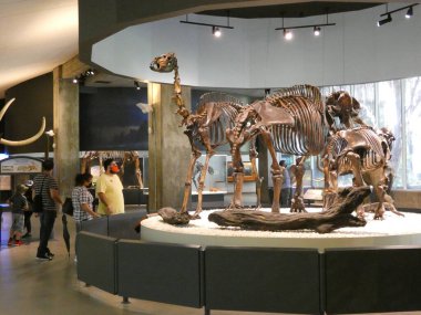 La Brea Katran Çukurları. Eski bir buz çağına açılan bir geçit. 28 Temmuz 2021, Los Angeles, CA, ABD