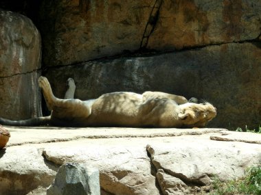 San Diego Hayvanat Bahçesi Safari Parkı önde gelen bir Küresel Çevre Koruma Kaynağı olarak ortaya çıktı. 2 Ağustos 2021, Escondido, CA, ABD: San Diego Hayvanat Bahçesi Safari Parkı Vahşi Yaşam Sığınağı San Diego 'nun 34 mil doğusunda.