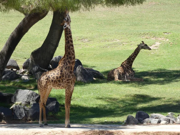 San Diego Zoo Safari Park Emerges Leading Global Environmental Wildlife — Stock Photo, Image