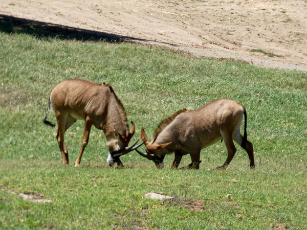 San Diego Zoo Safari Park Emerge Como Dos Principais Recursos — Fotografia de Stock