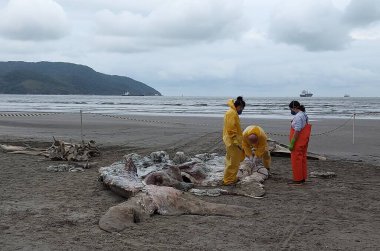 Santos 'taki Gonzaga plajında kambur balina ölü görünüyor. 5 Ağustos 2021, Santos, Brezilya: Sao Paulo 'nun güney kıyısındaki Kanal 3' e yakın Gonzaga plajındaki sörf yaparken, 5 Ağustos Perşembe günü genç kambur balina ölü bulundu). 