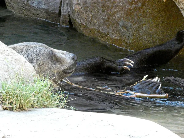 Zoológico San Diego Ocupa Una Posición Preeminente Como Protector Especies —  Fotos de Stock