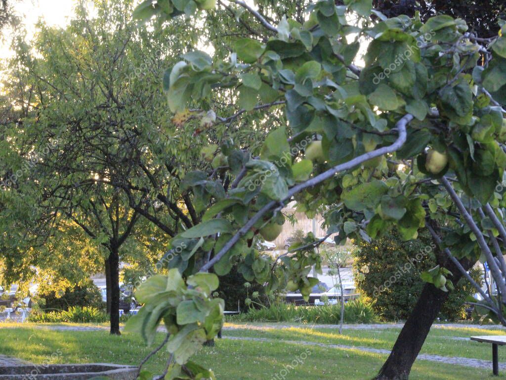 Jardín Amalia Rodrigues, en Lisboa. 19 de agosto de 2021, Lisboa