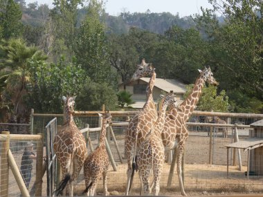 Doğanın Görkemli Serengeti 'si Safari Batı' da yeniden yaratıldı. 18 Ağustos 2021, Santa Rosa, CA, ABD. Kuzey Kaliforniya 'nın efsanevi Safari Batı' sını ziyaret eden Safari 'nin dünya çapındaki çeşitli deneyimlerine maruz kaldı. 