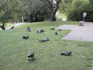 (Lizbon 'daki Calouste Gulbenkian Vakfı Bahçesi' nde insan dolaşımı. 7 Eylül 2021, Lizbon, Portekiz: Calouste Gulbenkian Vakfı Bahçesi 'nde insan dolaşımı, modern hareketlerin en simgelerinden biri.